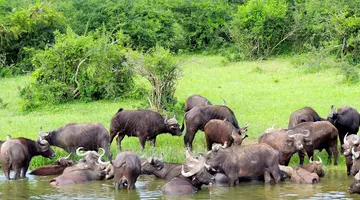 Perły Wschondiej Afryki: W Ugandzie I Rwandzie