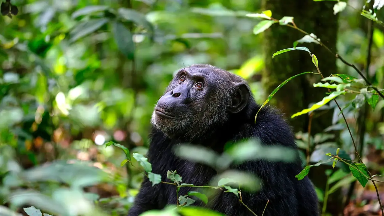 Perły Wschondiej Afryki: W Ugandzie I Rwandzie