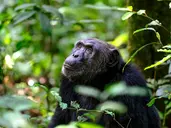 Perły Wschondiej Afryki: W Ugandzie I Rwandzie