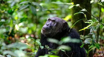 Perły Wschondiej Afryki: W Ugandzie I Rwandzie