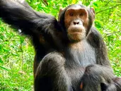 Perły Wschondiej Afryki: W Ugandzie I Rwandzie
