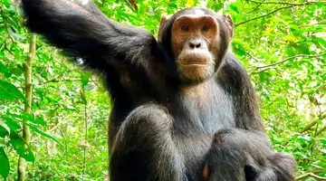 Perły Wschondiej Afryki: W Ugandzie I Rwandzie