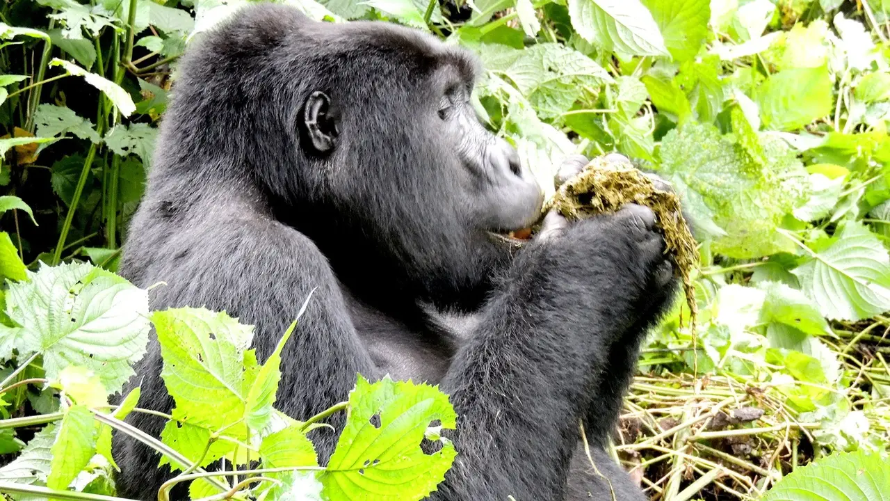 Perły Wschondiej Afryki: W Ugandzie I Rwandzie