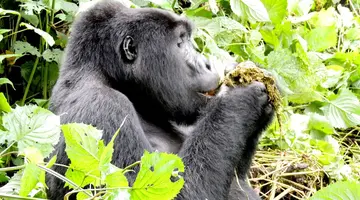 Perły Wschondiej Afryki: W Ugandzie I Rwandzie