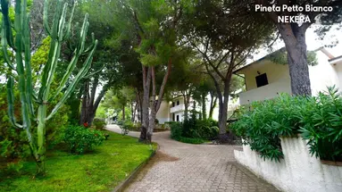 PINETA PETTO BIANCO VILLAGGIO