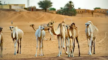 Pod Gwiazdami Sahary