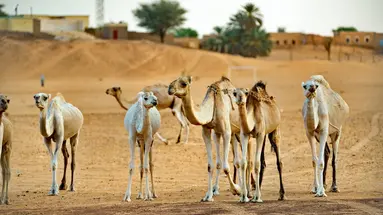 Pod Gwiazdami Sahary
