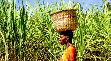 Pod Gwiazdami Sahary