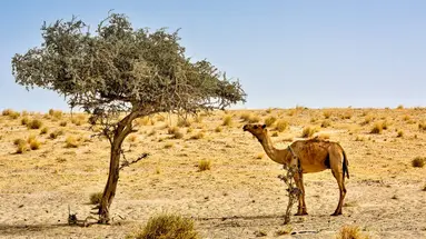 Pod Gwiazdami Sahary