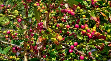 Podróże ze Smakiem - Gran Canaria