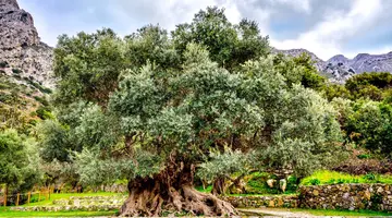 Podróże ze Smakiem - Kreta