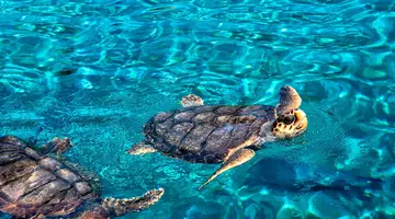 Podróże ze Smakiem - Zakynthos