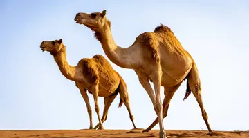 Podróże ze Smakiem – Zjednoczone Emiraty Arabskie