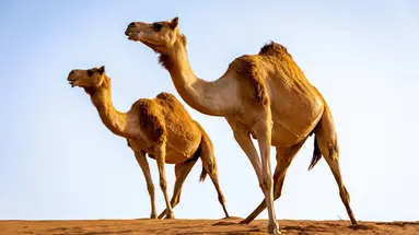 Podróże ze Smakiem – Zjednoczone Emiraty Arabskie