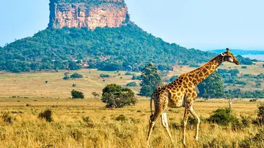 Podwójne safari - RPA