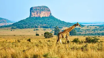 Podwójne safari - RPA