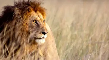 Powitanie z Afryka + Bamburi Beach 