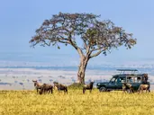 Powitanie z Afryką