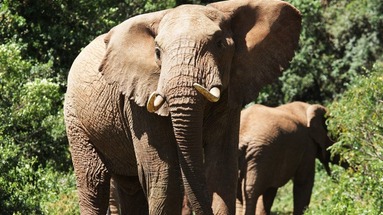 Prywatne safari w Kenii