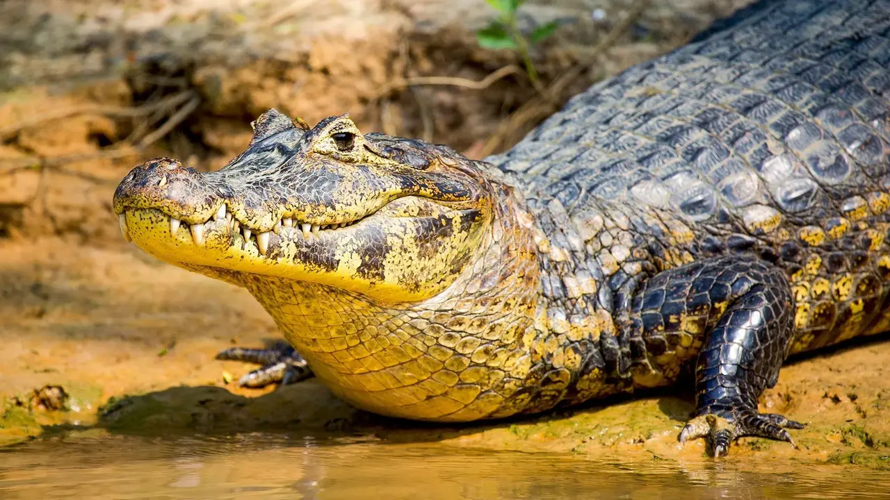 Przygoda W Amazonii!