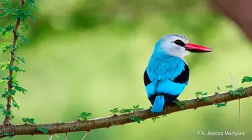 Rajskie safari