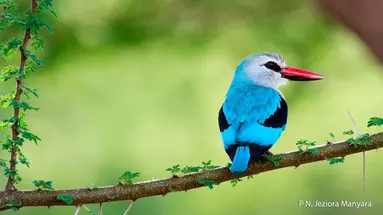 Rajskie safari