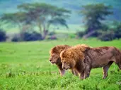 Rajskie safari