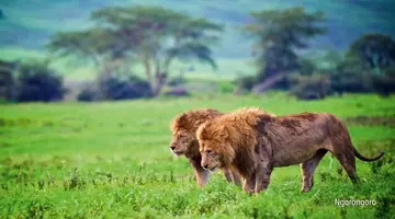 Rajskie safari