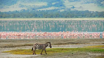 Rajskie safari