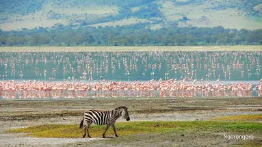 Rajskie safari