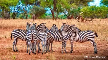 Rajskie safari