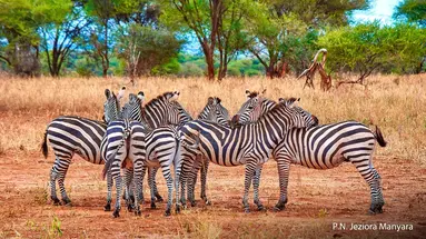 Rajskie safari