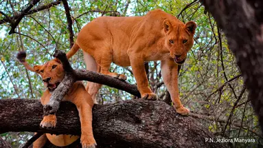 Rajskie safari