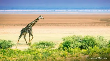 Rajskie safari