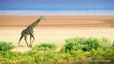 Rajskie safari