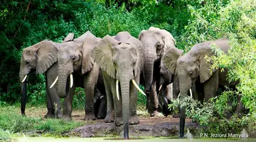 Rajskie safari