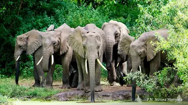 Rajskie safari