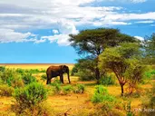 Rajskie safari