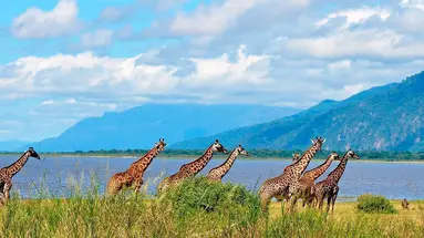 Rajskie safari