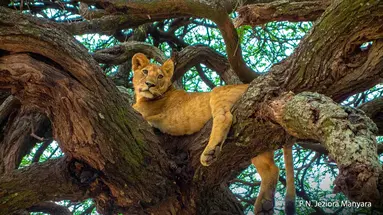 Rajskie safari
