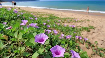 RAMADA RESORT BY WYNDHAM KHAO LAK