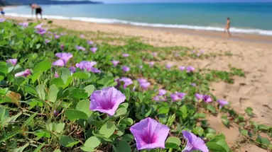 RAMADA RESORT BY WYNDHAM KHAO LAK