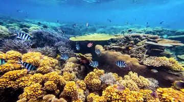 Rejs na Antyle - MSC Cruises