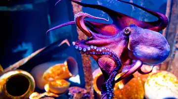Rejs na Karaiby - MSC Cruises