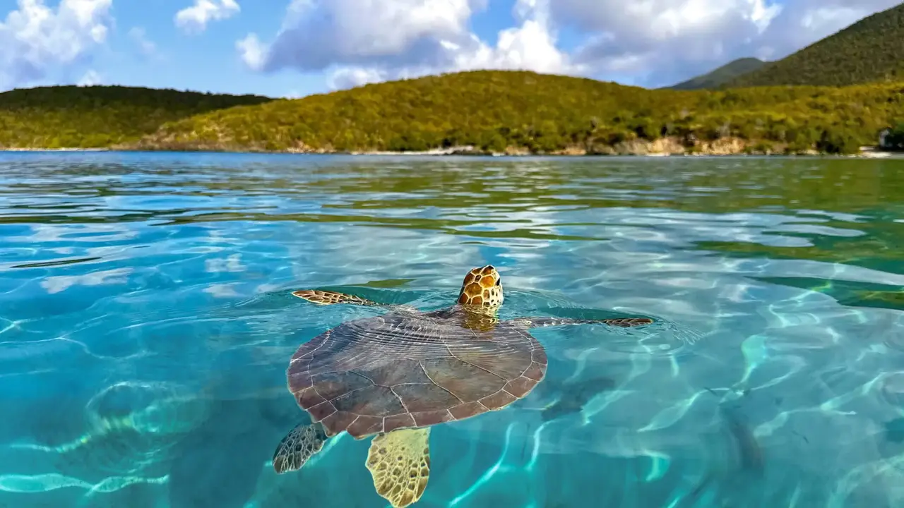 Rejs przez Dominikanę, Barbados, Guadelupę i Wyspy Dziewicze - MSC Cruises