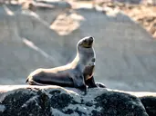 Rejs u wybrzeży Patagonii i Falklandów - Celebrity Cruises
