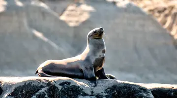 Rejs u wybrzeży Patagonii i Falklandów - Celebrity Cruises