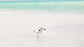 RIHIVELI MALDIVES RESORT