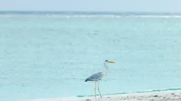 RIHIVELI MALDIVES RESORT