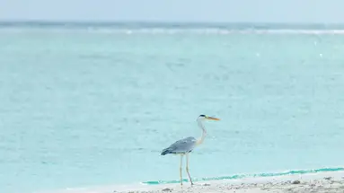RIHIVELI MALDIVES RESORT
